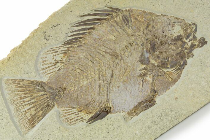 Big Fat Fossil Fish (Priscacara) - Wyoming #356752